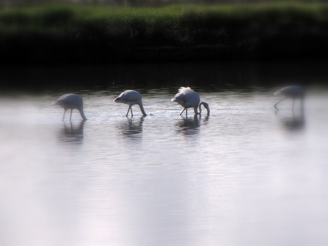 Mignattaio (foto-racconto)